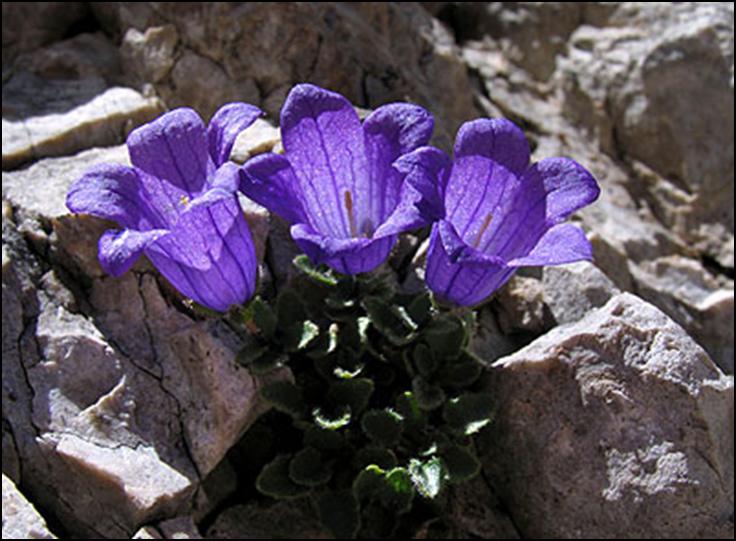 Campanula morettiana / Campanula di Moretti